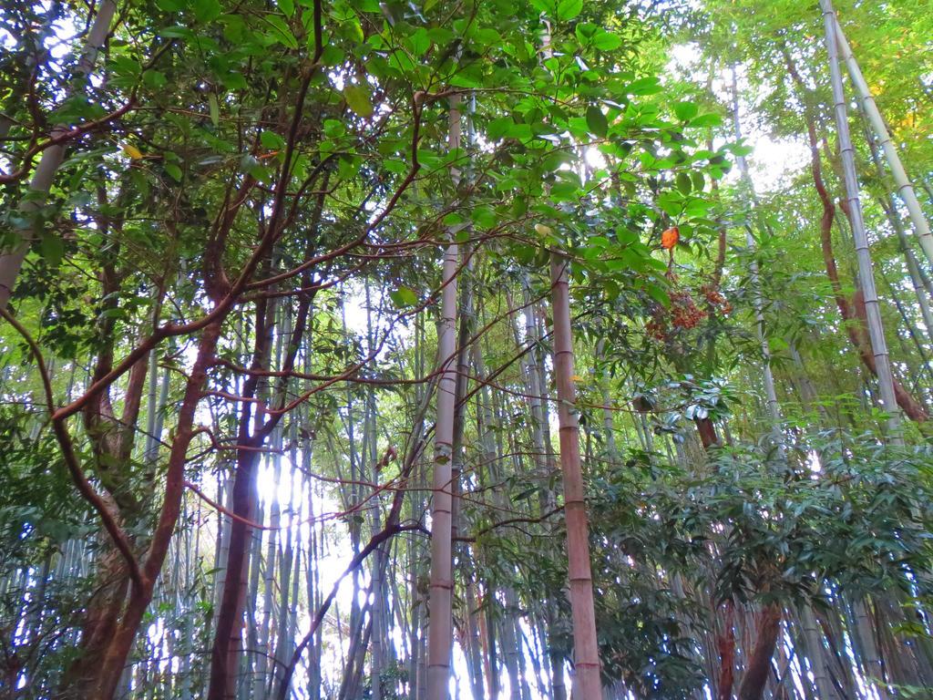 Murasakino Guesthouse Kyoto Dış mekan fotoğraf